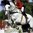 Calvaro V, Foto: www.equiweb.it
