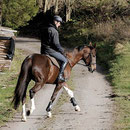Zickzackreiten auf dem Waldweg, Foto: Lisa Rädlein www.cavallo.de