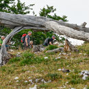 Baum beim Paradiesli