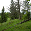 Bettlachstock
