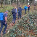 im Firstwald