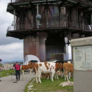 Die Rinder umlagern den fast hundert Meter hohen Sendeturm auf dem Chasseral  