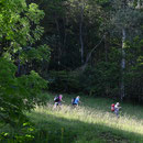schnell suchen wir Schatten und treten in den Wald ein