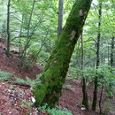 wunderbar mit Moos bewachsener Baum