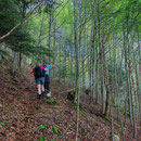 im Sunnenberg Wald