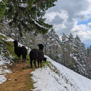 Lamas im Unterstand