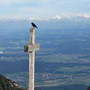 ein Rabe sitzt auf dem Röti - Kreuz