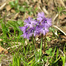 Soldanellen