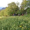 Riesige Blumenwiese im Abstieg in den Balmberg