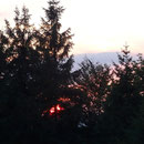 Die Sonne geht hinter den Bäumen unter