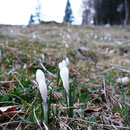 und auch bereits ein Feld voller Frühlingskrokusse