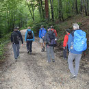 auf dem Waldweg zum Steinbruch