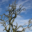 Kirschbaum ohne Blätter