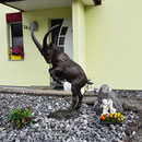 Kaum gestartet entdecken wir einen Steinbock