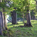 Knorrige Jura - Buchen