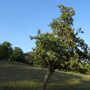 Abendstimmung mit Apfelbaum