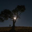 und sein Lieblingsbaum im Mondlicht