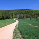 hier auf dieser Strasse westwärts Richtung Wald