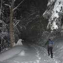 wunderbar verschneiter Winterwald