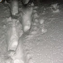 Einsinktiefe im schweren Nassschnee zwischen 30 und 60cm