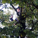 Sybille "opfert" sich gerne und besteigt den höchsten Baum auf dem Hällchöpfli ...