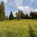 wunderschöne Naturwiese