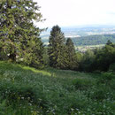 Oberhalb Glutzenberg