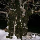 der schönste Baum im Jura