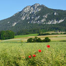 Niederwil mit Hausberg