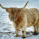 gemäss Besitzer mit 1.70m Horn-Spannweite
