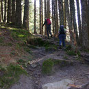 in wunderschönem Nadelwald im Naturschutzgebiet