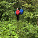 hinein in den Urwald