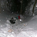 Und geht mit Priska in den Schnee