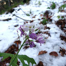 Die blühende Pflanze trotzt der Kälte und dem Schnee
