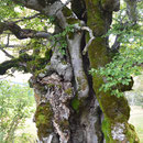 der schönste Baum in unserem Wandergebiet