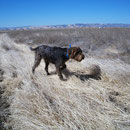 Gus in Idaho.