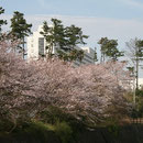 桜　大磯プリンスホテル