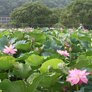 東の池の蓮