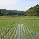 春　里山