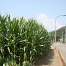 夏　里山　