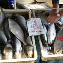 魚の朝市