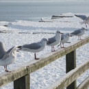 Usedom Winter