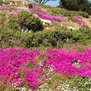 Jersey - Mittagsblumen