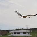 Motiv Storch