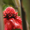 Farbenfrohes Tahiti I