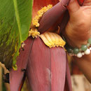 So sehen ganz junge Bananen aus (Raiatea)