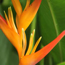 Farbenfrohes Tahiti II