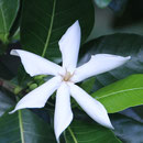 Tiare - die Nationalblume Tahitis