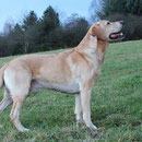 Bailey