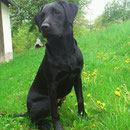 Brix